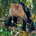 Capuchin Monkey