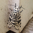 Giant Leopard Moth