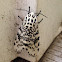 Giant Leopard Moth