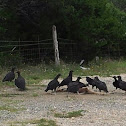 Black Vultures