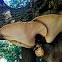 Dryad's saddle