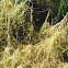 Cuscuta campestris