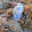 Portuguese Man O' War