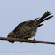 Corn Bunting; Triguero