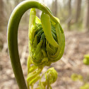 Marsh Fern