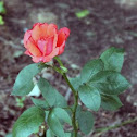 Hybrid Tea Rose 'Tropicana'
