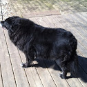 Australian Shepherd