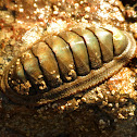 Chiton