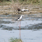 Black-winged Stilt