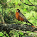 American Robin