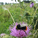 Red tailed bumble bee