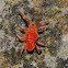 Velvet mite
