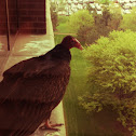 Turkey Vulture