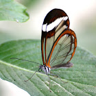 Glasswing butterfly