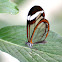 Glasswing butterfly