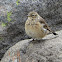 American Pipit