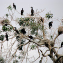 Cormorant
