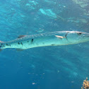 Grate Barracuda