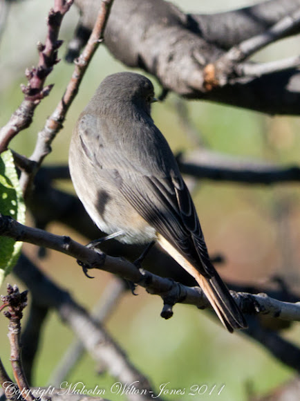 Spotting Image 1