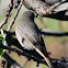 Black Redstart