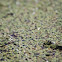 duck weed