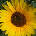 Girasole
