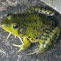 Leopard Frog