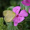 Eurema hecabe