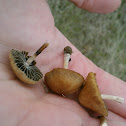Agrocybe pediades