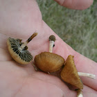 Agrocybe pediades