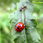 Asian lady beetle
