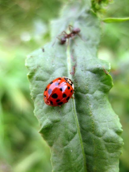 Spotting Image 1