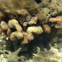 Finger coral