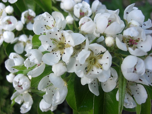 [garden pear blossom2[5].jpg]