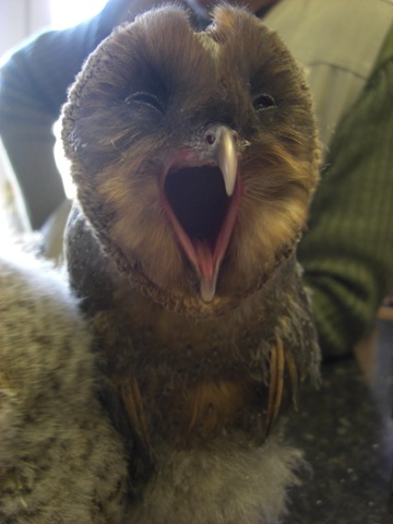 [clyde valley baby sooty barn owl3[3].jpg]