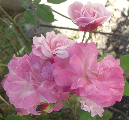 [alnwick gardenpink roses[5].jpg]