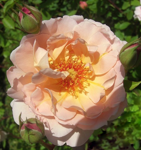 [alnwick garden peach rose[9].jpg]