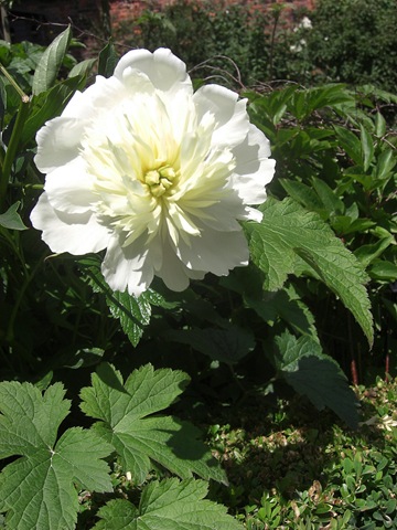 [alnwick garden flower[5].jpg]