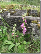 doune wednesday foxgloves by the step