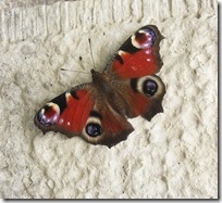 peacock butterfly