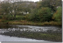 gulls on the river