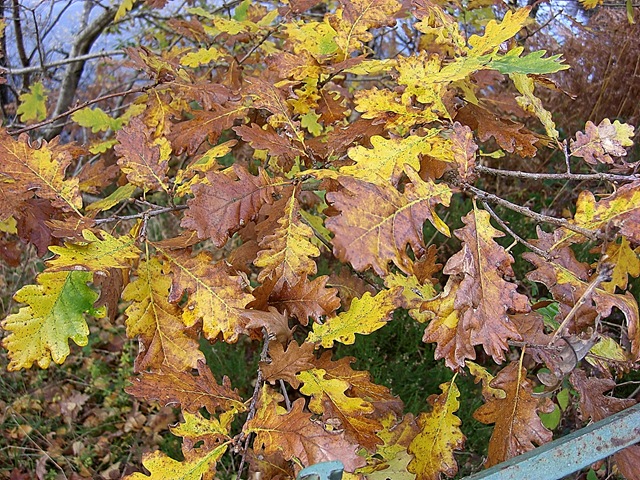 [oak leaves[5].jpg]