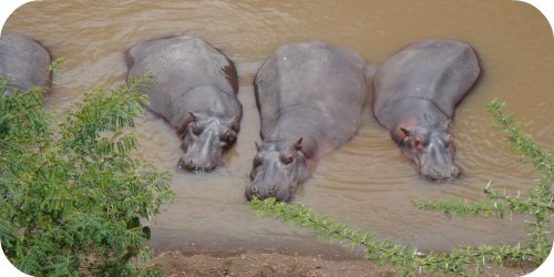 hippos in the mara river