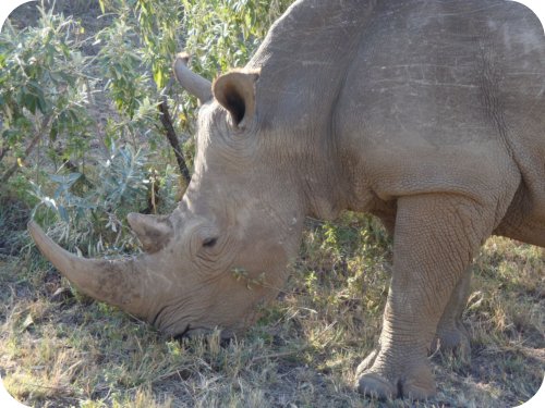 rhinos in kenya