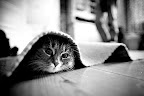 2980940700_1ee71088b6.jpg
