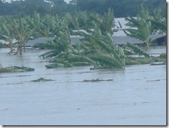 PLANTACIONES DE GUINEO