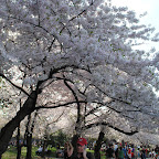 D.C Cherry Blossoms and Easter 2010