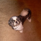 Gizmo
