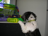 He's checking out Katie's hamster, Kobito.