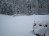Outside the rear of our apartment.  Look at the bush.